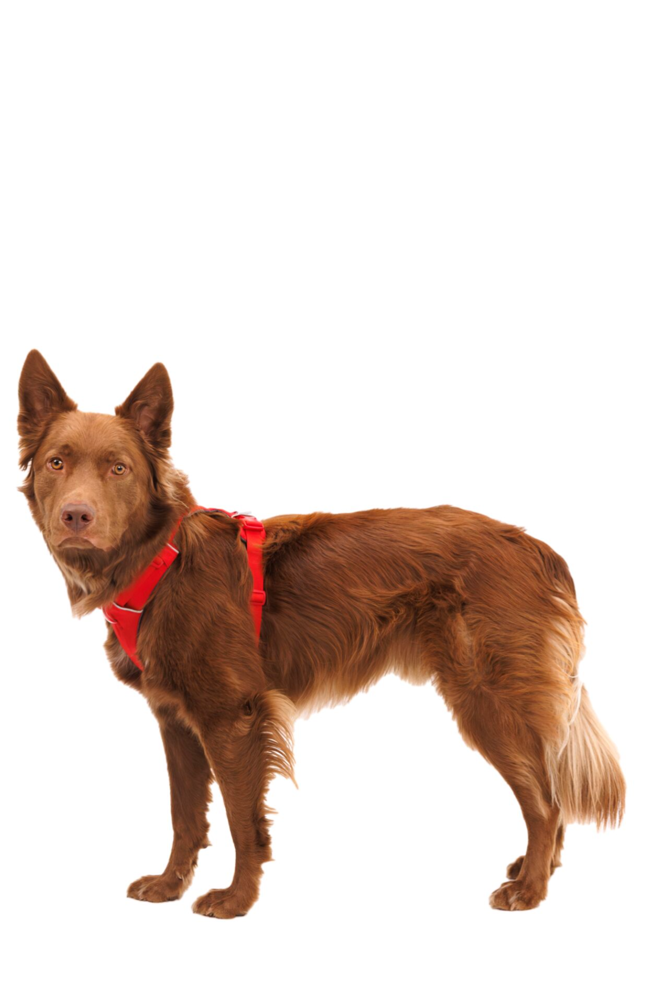 Front Range Dog Harness