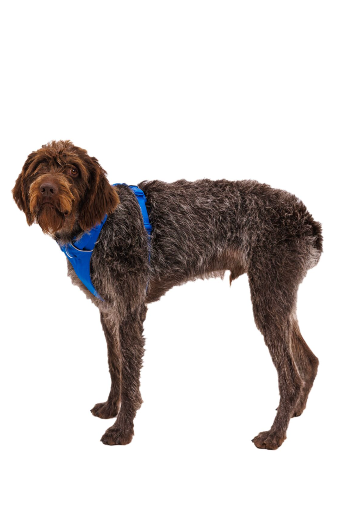Front Range Dog Harness