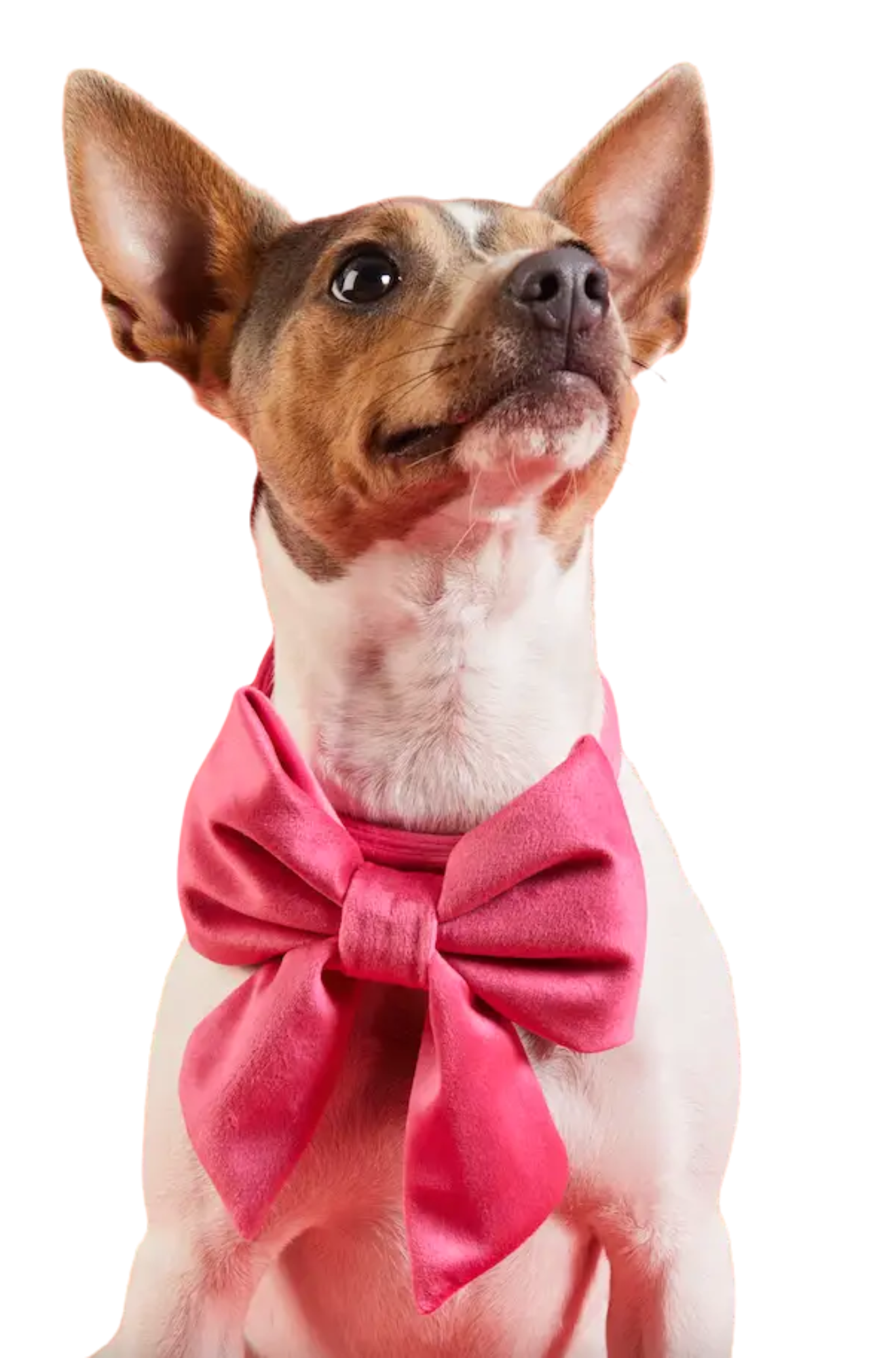 Burgundy Velvet Lady Dog Bow