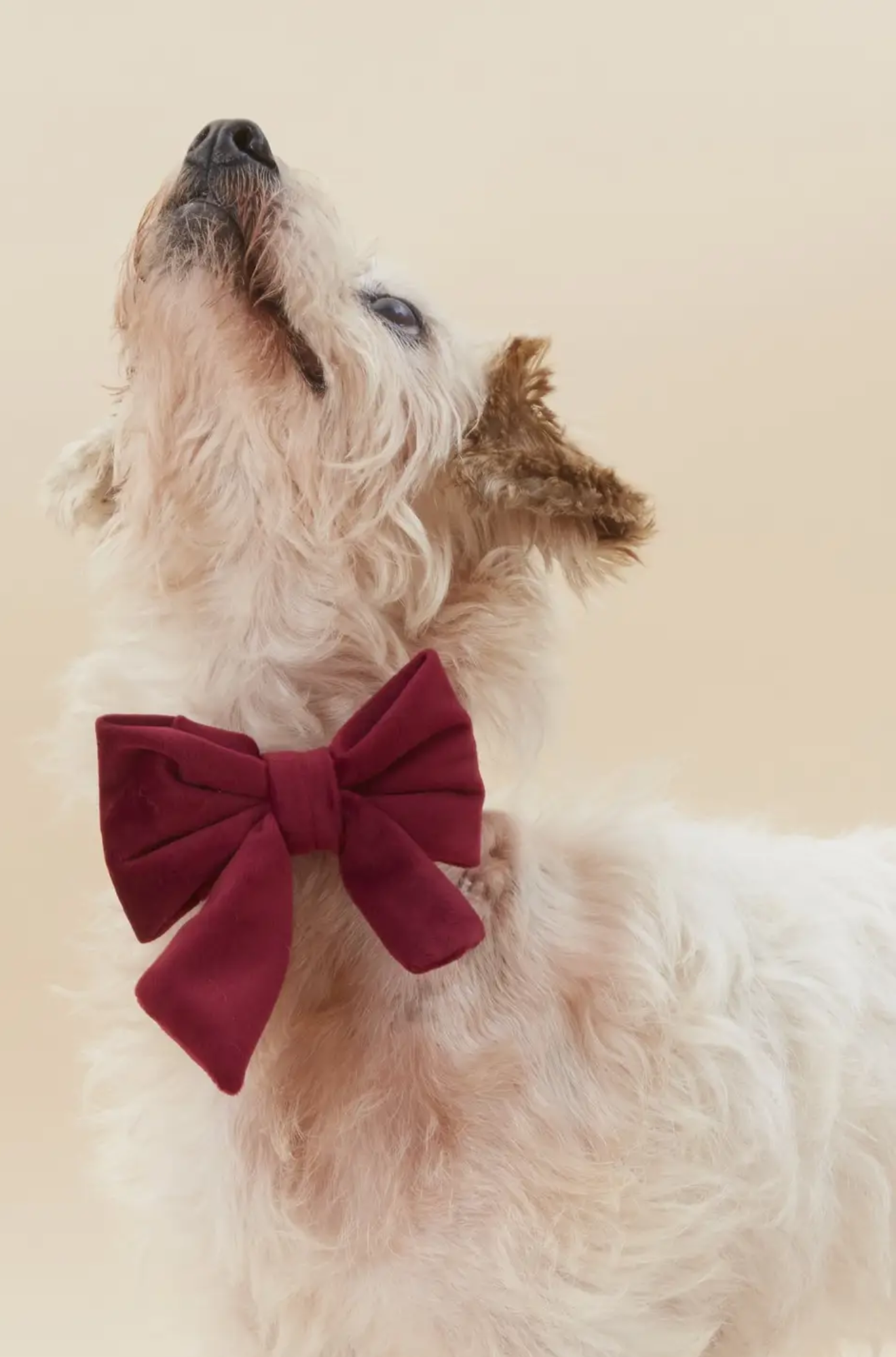 Burgundy Velvet Lady Dog Bow