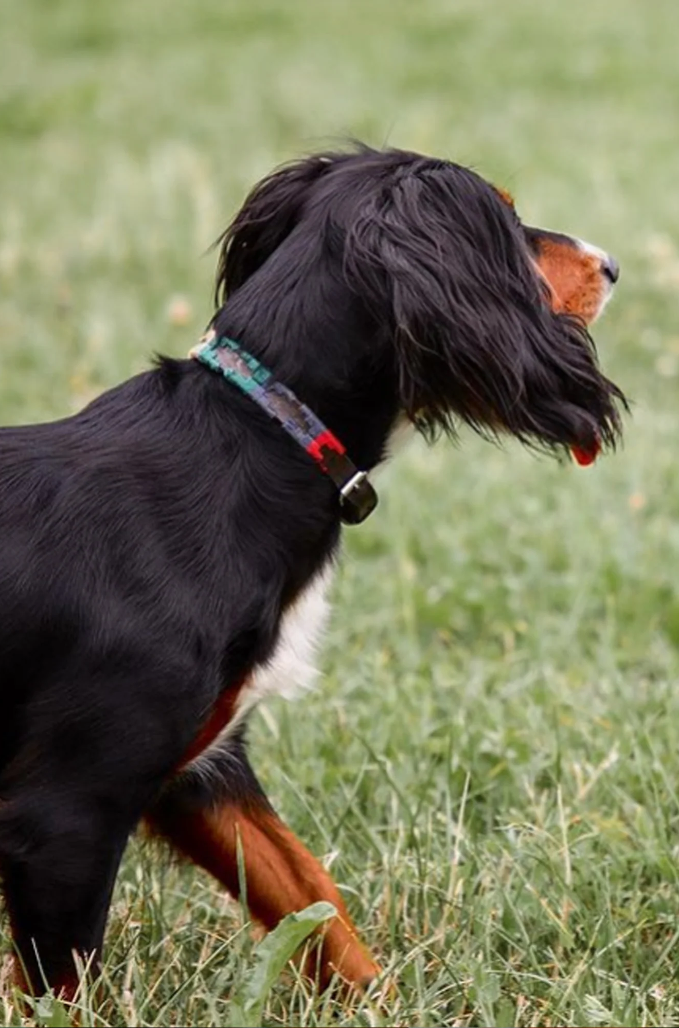 Dog Collar