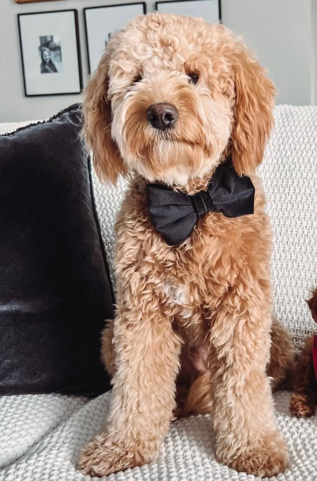 Velvet Dog Bow Tie