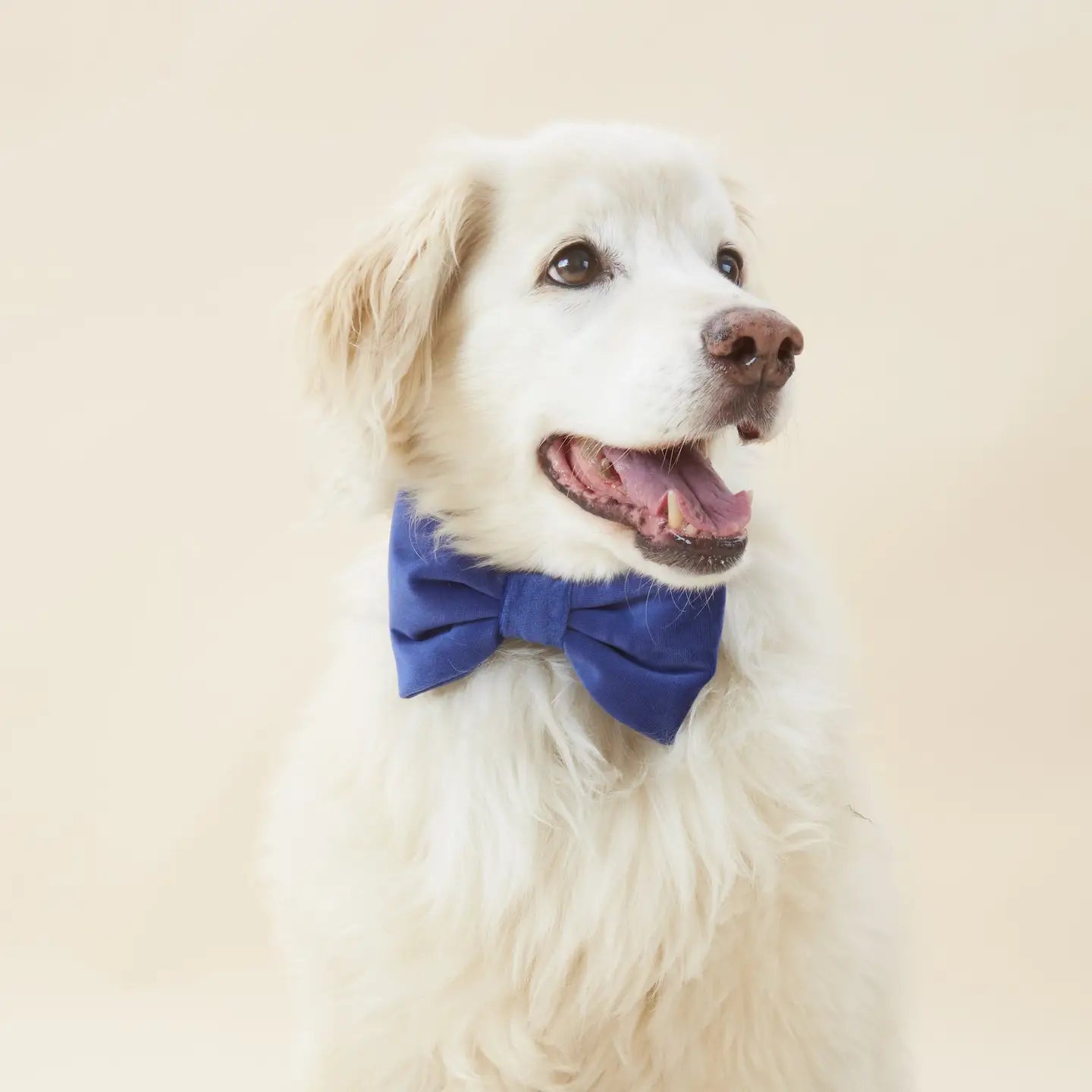 Velvet Dog Bow Tie